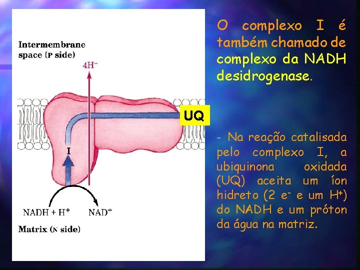 O complexo I é também chamado de complexo da NADH desidrogenase. UQ - Na
