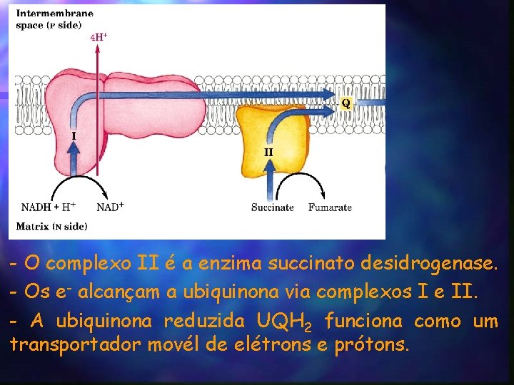 - O complexo II é a enzima succinato desidrogenase. - Os e- alcançam a