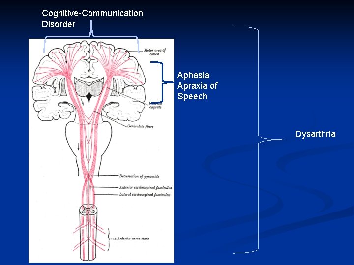Cognitive-Communication Disorder Aphasia Apraxia of Speech Dysarthria Cognitive-Communication Disorder Aphasia Apraxia of Speech Dysarthria