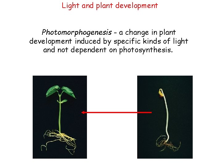 Light and plant development Photomorphogenesis - a change in plant development induced by specific