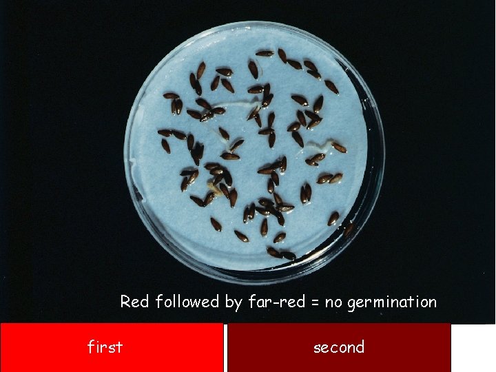 Red followed by far-red = no germination first second 