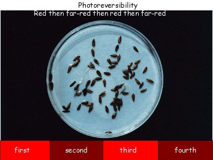 Photoreversibility Red then far-red first second third fourth 