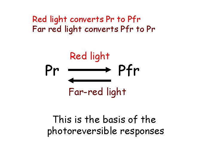 Red light converts Pr to Pfr Far red light converts Pfr to Pr Pr