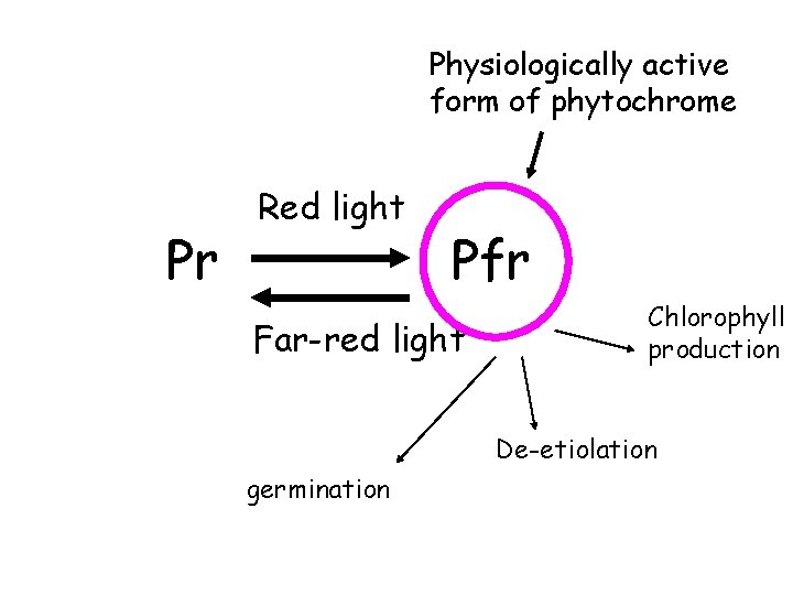 Physiologically active form of phytochrome Pr Red light Pfr Far-red light Chlorophyll production De-etiolation