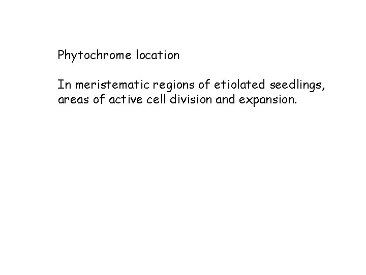 Phytochrome location In meristematic regions of etiolated seedlings, areas of active cell division and