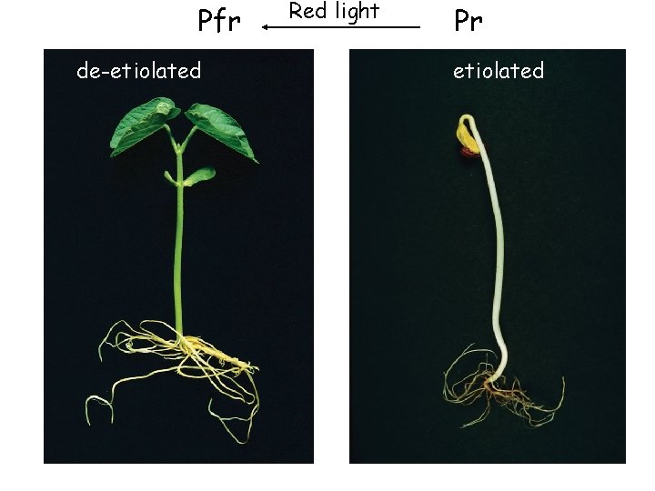 Pfr de-etiolated Red light Pr etiolated 