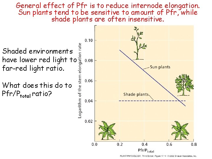 General effect of Pfr is to reduce internode elongation. Sun plants tend to be