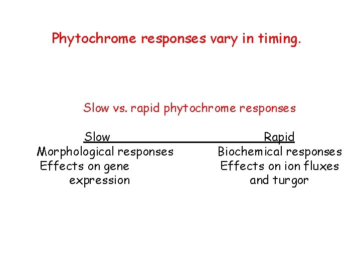 Phytochrome responses vary in timing. Slow vs. rapid phytochrome responses Slow Morphological responses Effects