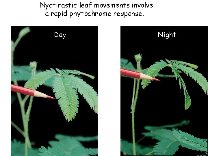Nyctinastic leaf movements involve a rapid phytochrome response. Day Night 