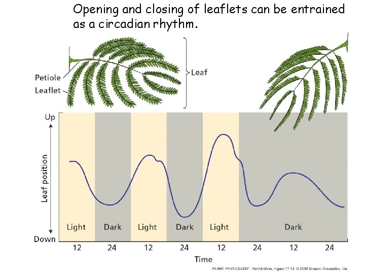 Opening and closing of leaflets can be entrained as a circadian rhythm. 