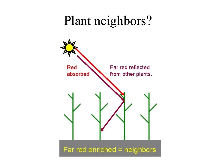Plant neighbors? Red absorbed Far red reflected from other plants. Far red enriched =