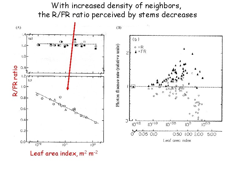 R/FR ratio With increased density of neighbors, the R/FR ratio perceived by stems decreases