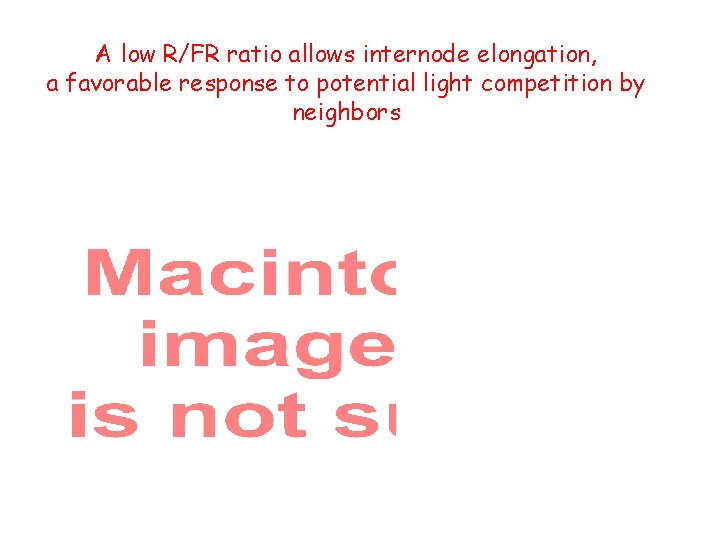 A low R/FR ratio allows internode elongation, a favorable response to potential light competition