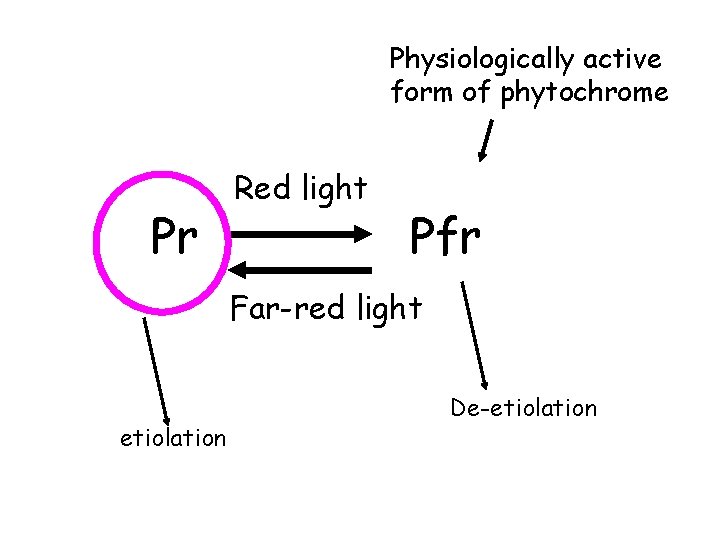 Physiologically active form of phytochrome Pr Red light Pfr Far-red light etiolation De-etiolation 