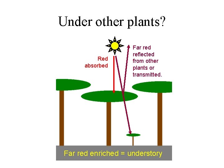 Under other plants? Red absorbed Far red reflected from other plants or transmitted. Far
