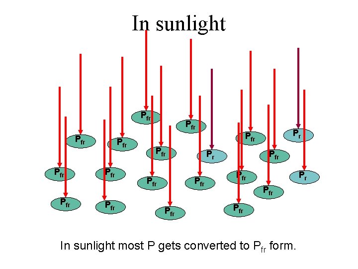 In sunlight Prfr Pfr Pr Pfr Prfr Pfr Prfr Pfrr Pfr In sunlight most