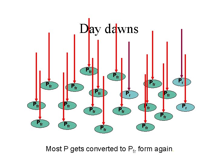 Day dawns Prfr Pfr Pr Pfr Prfr Pfr Prfr Pfrr Pfr Most P gets