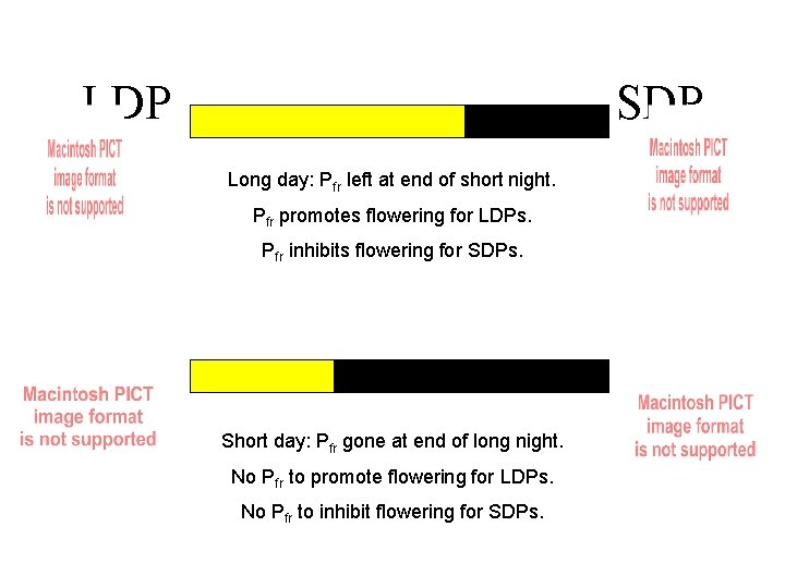 LDP SDP Long day: Pfr left at end of short night. Pfr promotes flowering
