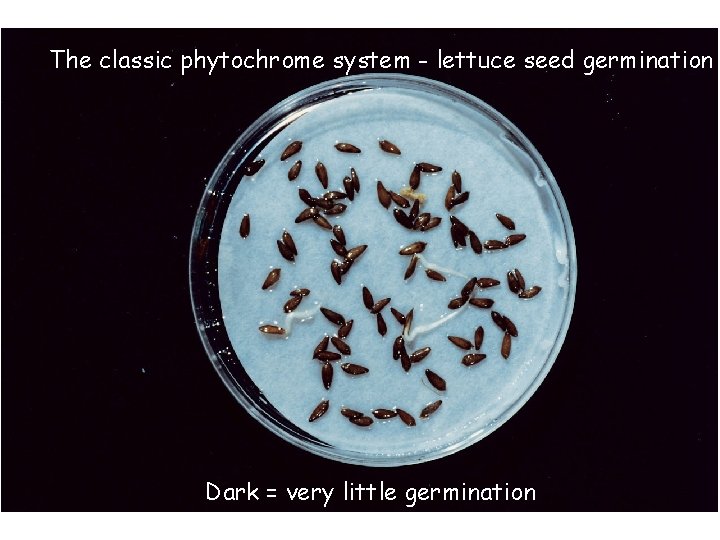 The classic phytochrome system - lettuce seed germination Dark = very little germination 