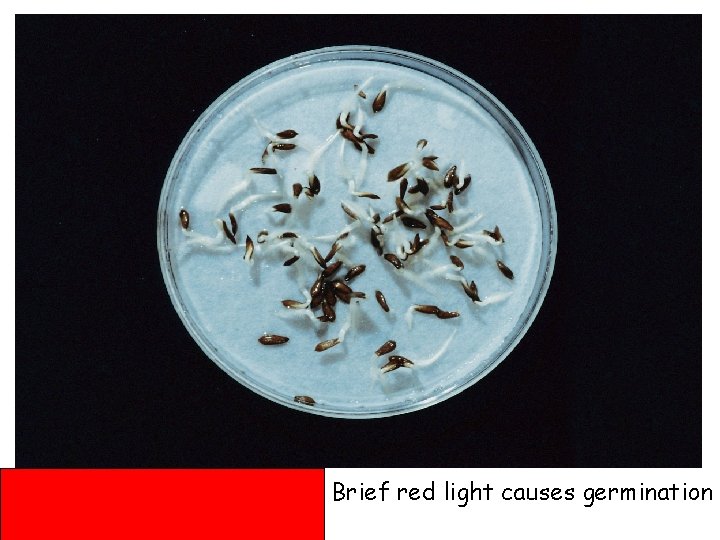 Brief red light causes germination 