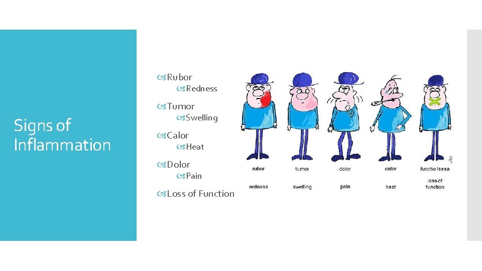  Rubor Redness Tumor Signs of Inflammation Swelling Calor Heat Dolor Pain Loss of