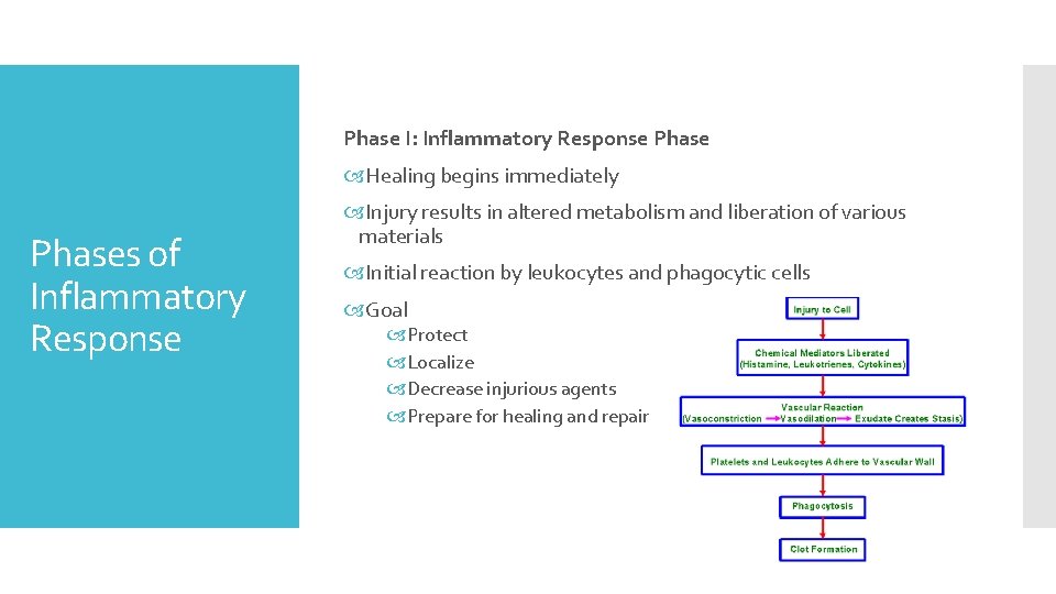 Phase I: Inflammatory Response Phase Healing begins immediately Phases of Inflammatory Response Injury results