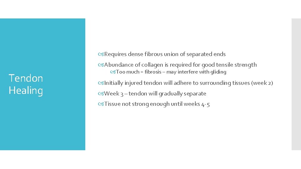  Requires dense fibrous union of separated ends Abundance of collagen is required for