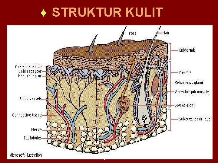 ¨ STRUKTUR KULIT 03 -Dec-20 Disusun oleh : Dra. Ratna Nirmala SMA Negeri 1