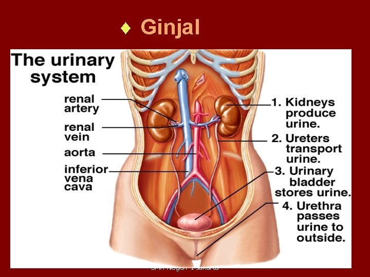 ¨ Ginjal 03 -Dec-20 Disusun oleh : Dra. Ratna Nirmala SMA Negeri 1 Jakarta