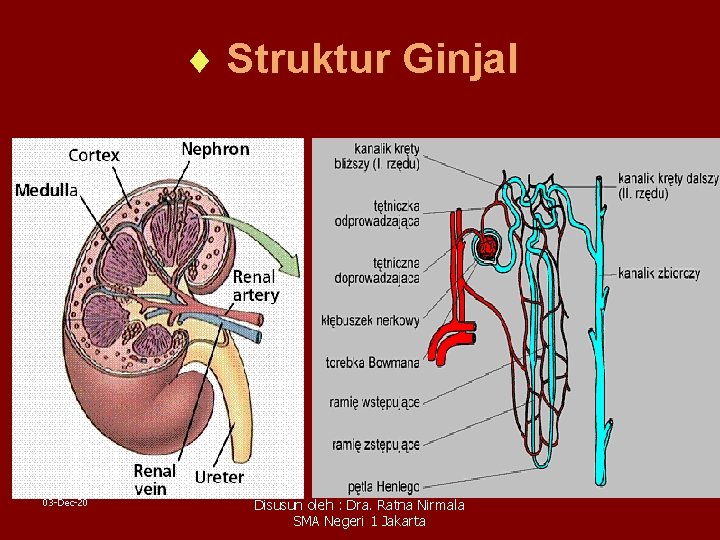 ¨ Struktur Ginjal 03 -Dec-20 Disusun oleh : Dra. Ratna Nirmala SMA Negeri 1