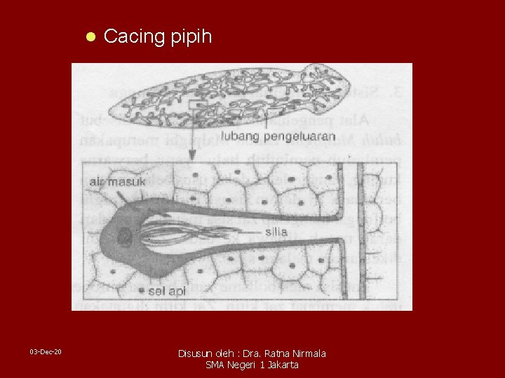 l 03 -Dec-20 Cacing pipih Disusun oleh : Dra. Ratna Nirmala SMA Negeri 1