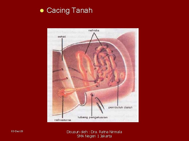 l 03 -Dec-20 Cacing Tanah Disusun oleh : Dra. Ratna Nirmala SMA Negeri 1