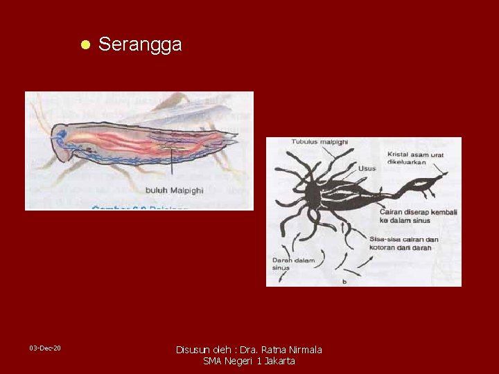 l 03 -Dec-20 Serangga Disusun oleh : Dra. Ratna Nirmala SMA Negeri 1 Jakarta