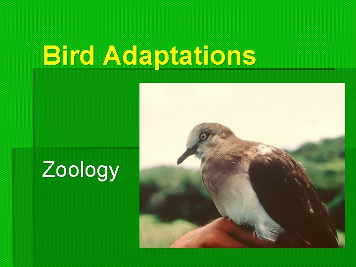 Bird Adaptations Zoology 