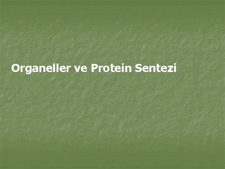 Organeller ve Protein Sentezi 