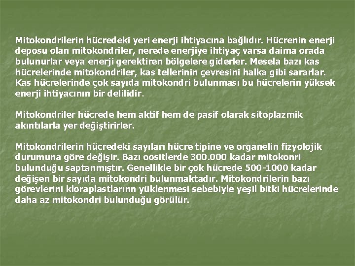 Mitokondrilerin hücredeki yeri enerji ihtiyacına bağlıdır. Hücrenin enerji deposu olan mitokondriler, nerede enerjiye ihtiyaç