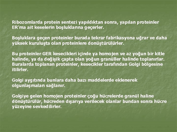 Ribozomlarda protein sentezi yapıldıktan sonra, yapılan proteinler ER’ma ait keselerin boşluklarına geçerler. Boşluklara geçen