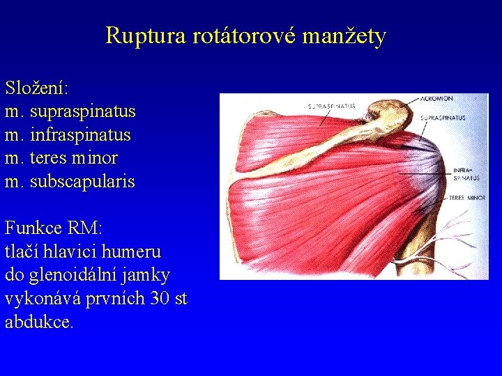 Ruptura rotátorové manžety Složení: m. supraspinatus m. infraspinatus m. teres minor m. subscapularis Funkce