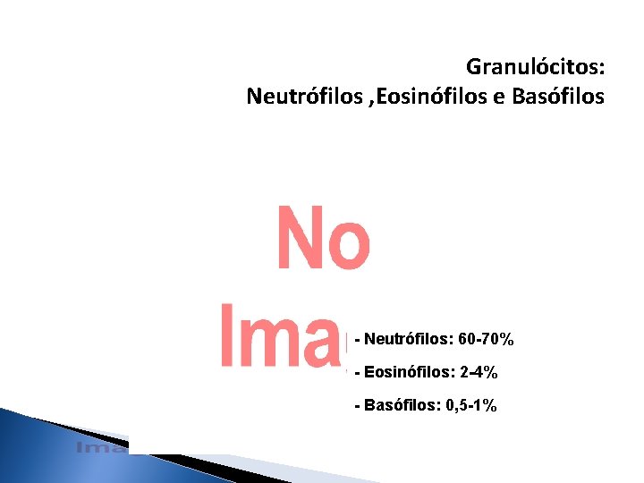 Granulócitos: Neutrófilos , Eosinófilos e Basófilos - Neutrófilos: 60 -70% - Eosinófilos: 2 -4% Granulócitos: Neutrófilos , Eosinófilos e Basófilos - Neutrófilos: 60 -70% - Eosinófilos: 2 -4%