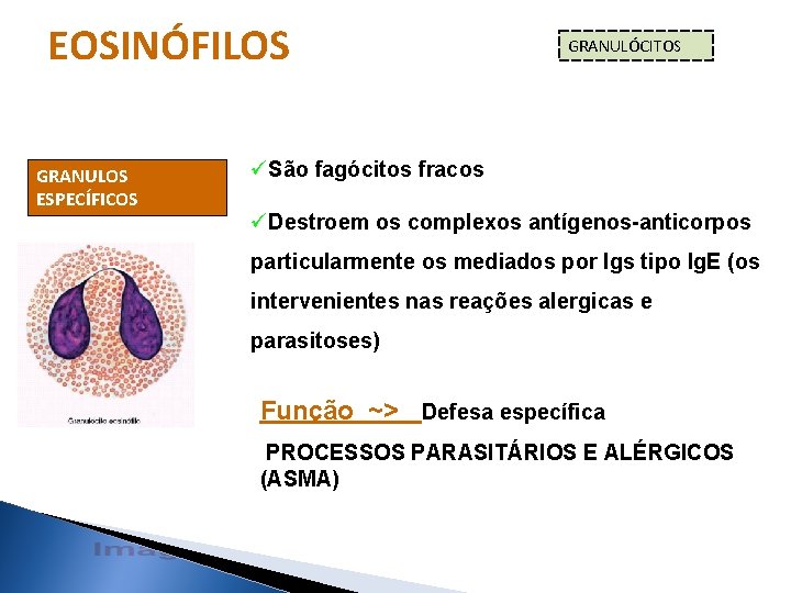 EOSINÓFILOS GRANULOS ESPECÍFICOS GRANULÓCITOS üSão fagócitos fracos üDestroem os complexos antígenos-anticorpos particularmente os mediados