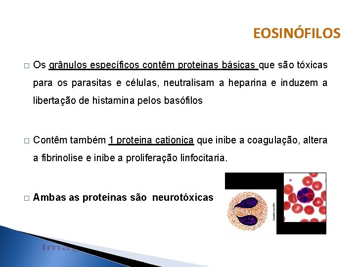 EOSINÓFILOS � Os grânulos específicos contêm proteinas básicas que são tóxicas para os parasitas EOSINÓFILOS � Os grânulos específicos contêm proteinas básicas que são tóxicas para os parasitas