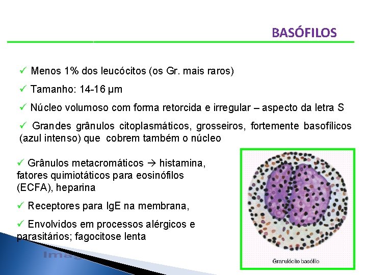 BASÓFILOS ü Menos 1% dos leucócitos (os Gr. mais raros) ü Tamanho: 14 -16
