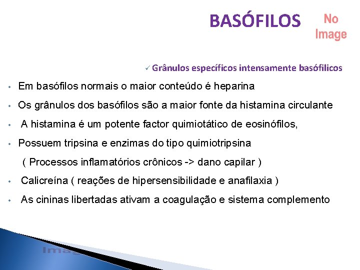 BASÓFILOS ü Grânulos específicos intensamente basófilicos • Em basófilos normais o maior conteúdo é BASÓFILOS ü Grânulos específicos intensamente basófilicos • Em basófilos normais o maior conteúdo é
