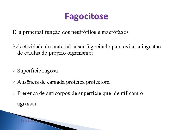 Fagocitose É a principal função dos neutrófilos e macrófagos Selectividade do material a ser Fagocitose É a principal função dos neutrófilos e macrófagos Selectividade do material a ser