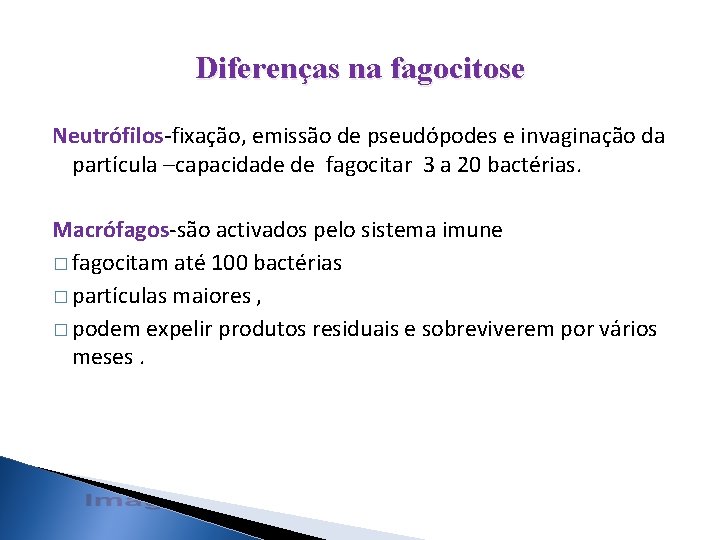 Diferenças na fagocitose Neutrófilos-fixação, emissão de pseudópodes e invaginação da partícula –capacidade de fagocitar Diferenças na fagocitose Neutrófilos-fixação, emissão de pseudópodes e invaginação da partícula –capacidade de fagocitar