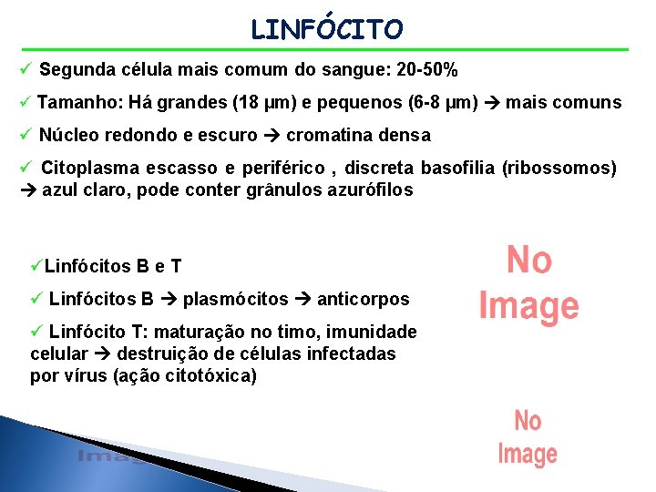 LINFÓCITO ü Segunda célula mais comum do sangue: 20 -50% ü Tamanho: Há grandes