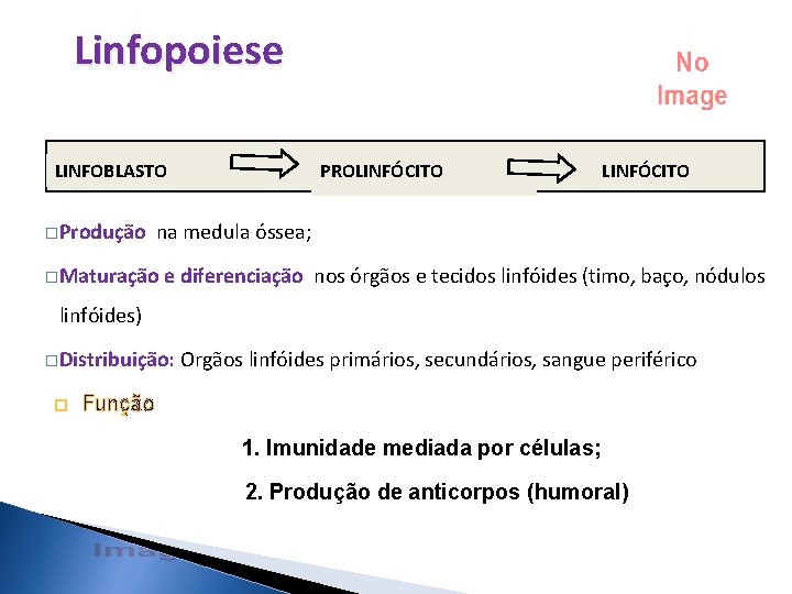 Linfopoiese LINFOBLASTO �Produção PROLINFÓCITO na medula óssea; �Maturação e diferenciação nos órgãos e tecidos