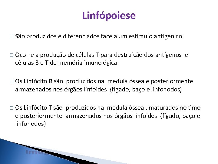 Linfópoiese � São produzidos e diferenciados face a um estimulo antígenico � Ocorre a