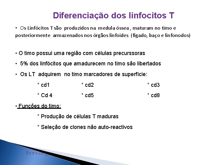 Diferenciação dos linfocitos T • Os Linfócitos T são produzidos na medula óssea ,