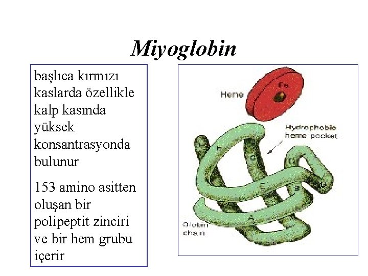 Miyoglobin başlıca kırmızı kaslarda özellikle kalp kasında yüksek konsantrasyonda bulunur 153 amino asitten oluşan